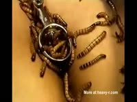 Obedient Asian whore lays naked with bugs climbing in and out of her cunt in this insertion vid